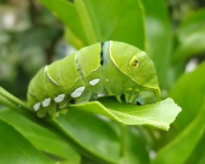 �s�V�悭�H��