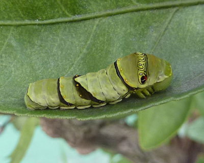 �o���΂�����ۂ��q