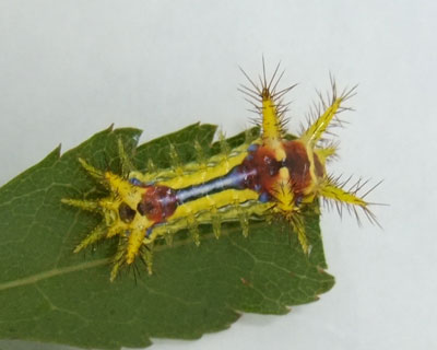 ������C���K���ȁH