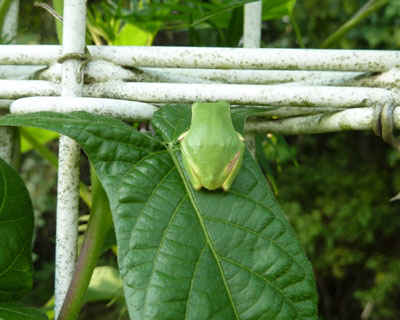 ���D�����悤�w��