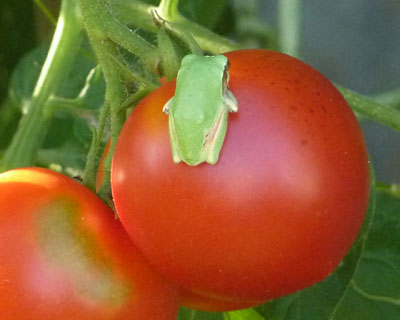 �������ɐԂ����Ȃ�Ȃ�����