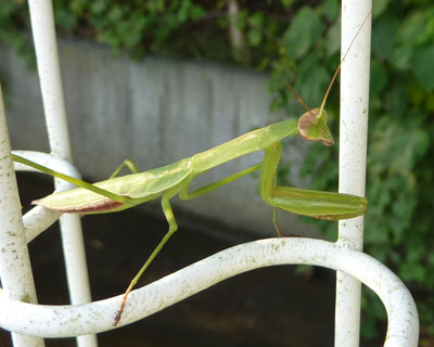 ���N�͂��������Ȃ��J�}�L��