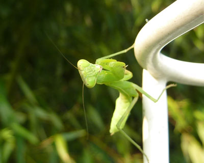 ���܂��ܓ�����