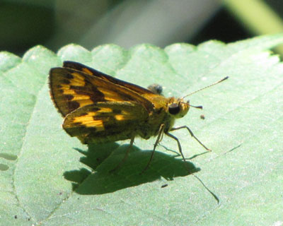 �L�}�_���Z�Z���݂���