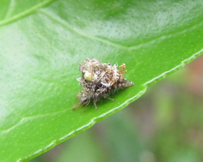 �S�~��w�����N�T�J�Q���E�̎q