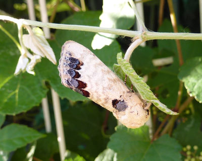 �����N���V���`�z�R�͓����ۂ�