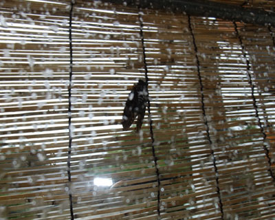 �[���ł�����̓����ɔ��Ă����A�u���[�~