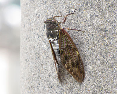 �����̉��̓d���ɂ͂����Z�~