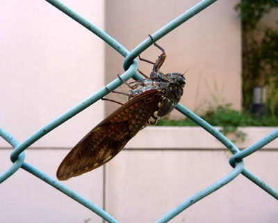 �Ȃ������̌`�ł悿�悿�O�i