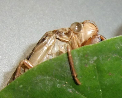 �M���b�Ƃ����݂��Ă���