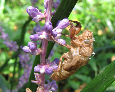 ���Ԃł������炵��