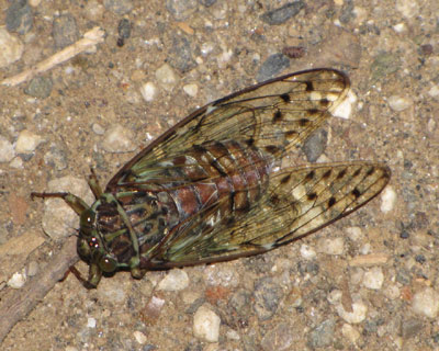 ���ɗ����Ă��q�O���V