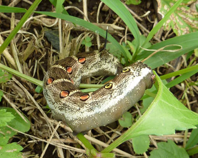 ���ނ�ɒn���̂悤�ɗ����Ă�Z�X�W�X�Y��