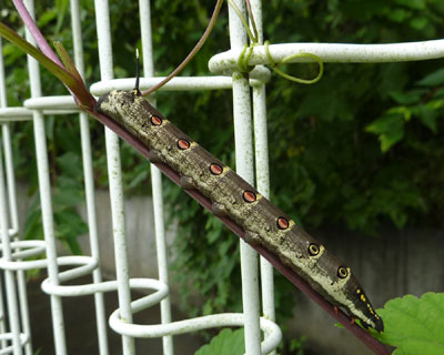 �w�؂�L�΂�