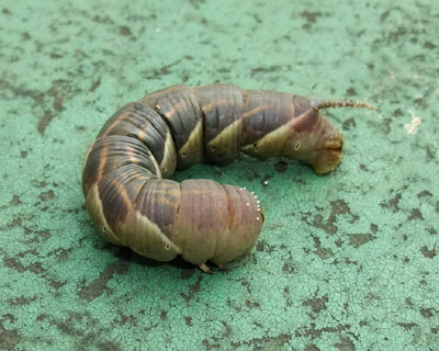 �V���t���X�Y������