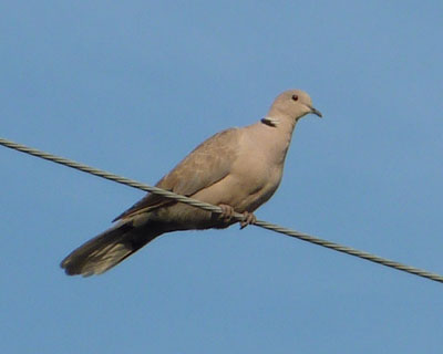 �d����D���V���R�o�g