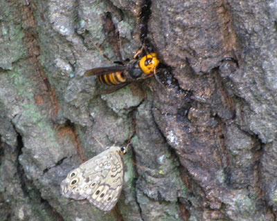 �������𓪓˂��Œǂ������X�Y���o�`