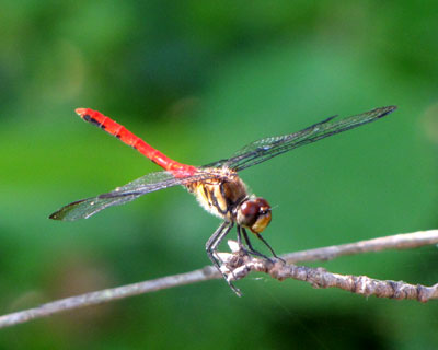 �K�グ�A�J�g���{