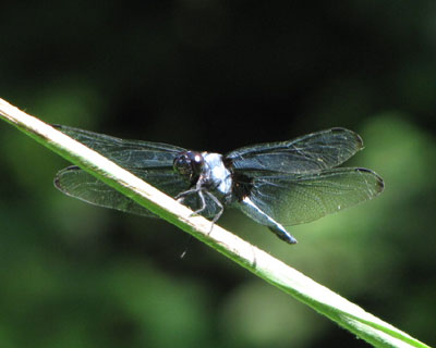 �I�I�V�I�J���g���{�ۂ�