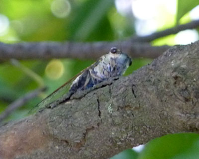 �������������Ă����u���{�P�̃c�N�c�N�{�E�V