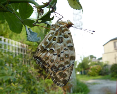 �������������̃c�}�O���q���E����