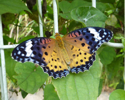 �Ȃ͂��Ȃ�̔��l