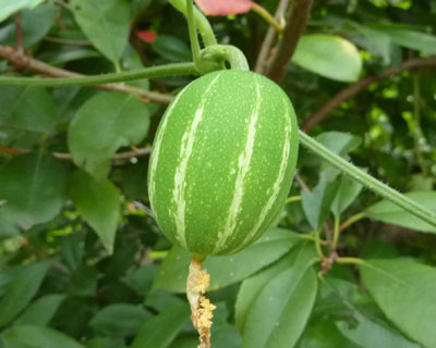 �J���X�E���̎q�H