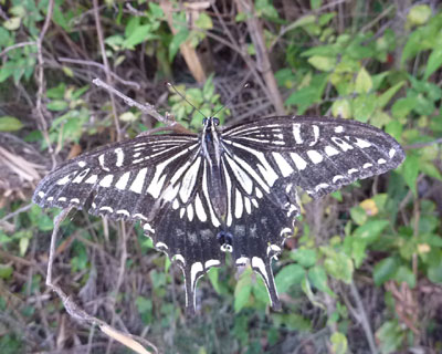 �c��ڂ̋��ł����Ƃ��Ă��A�Q�n