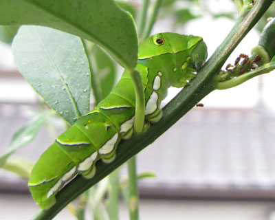 ���N�͏��Ȃ������C�������