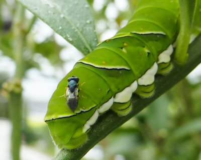 ����ƈ���Ă��Ō�͂��̂��肳��