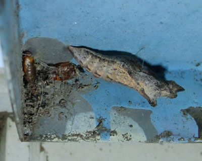 �v�����^�[�̗����ɂ������