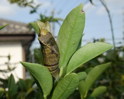 �Ȃ����}��ɂ�