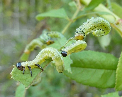 �A�J�X�W�`���E�����W����