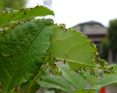 �o���̗t���ςŏW�c�ň��