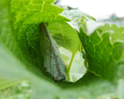 �J�����V�̃A�J�^�e�n�̑��ɂ͓����l��