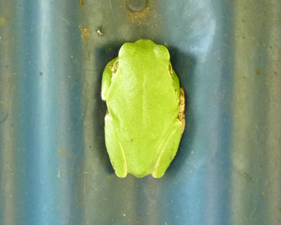 �g�^�����D��