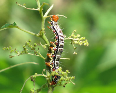 ���N���t�N���X�Y���̋G��