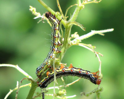 ������Ƃ��킢