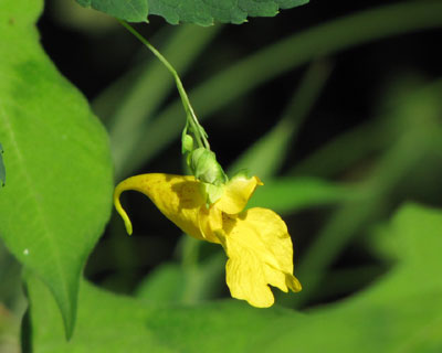 �L�c���t�l