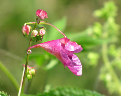 �c���t�l�\�E�͕����s���N