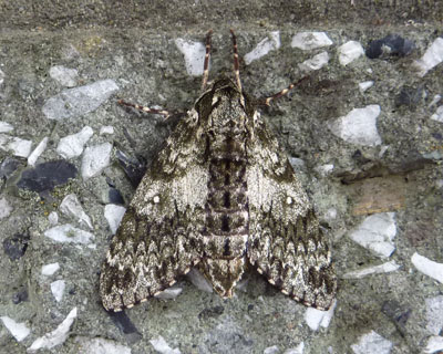 �R�V���V�^�o���ȁH