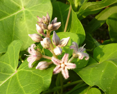 �щH�����ꂵ���K�K�C��