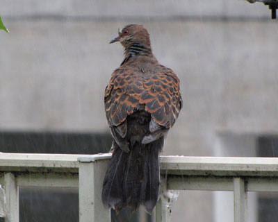 ��J�ł����C�ȃL�W�o�g