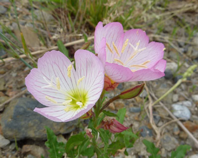 �t�ɍ炢�Ă��̂͒��炫����������