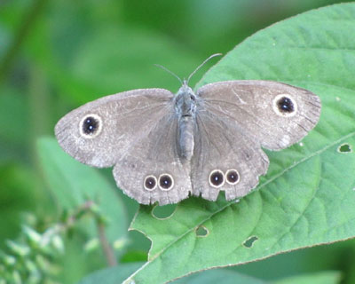 �n���ȃq���E���i�~�W���m��