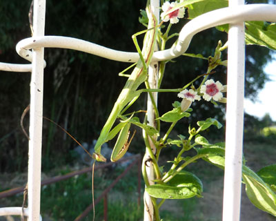 ���N�͏��Ȃ������J�}�L��