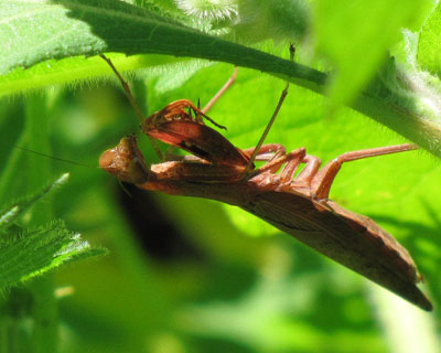 ���ɐԂ��̂�����