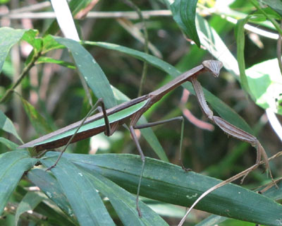 �c�[�g���J�}�L��