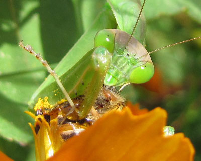 ���ٓ��͉B���ĐH�ׂ�^�C�v