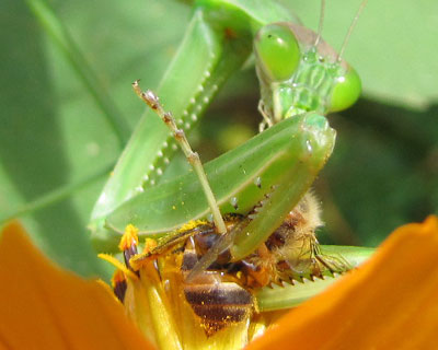 �Ȃ�ƃ~�c�o�`���H���Ă�